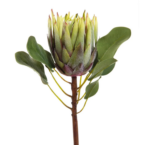 King Protea P117GR