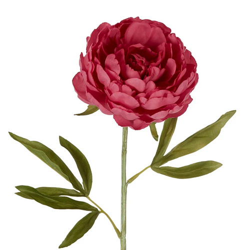 Large peony P705P