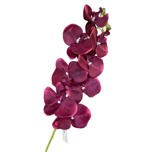 Phalaenopsis Orchid- QD0006BUR