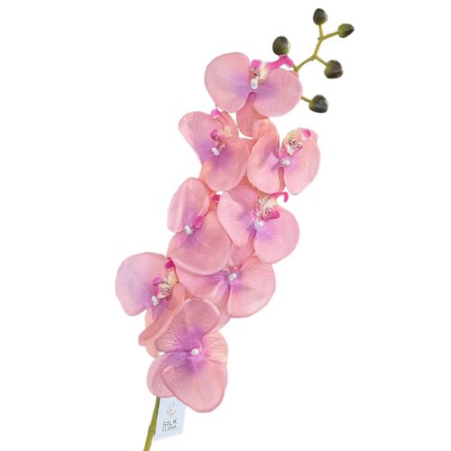 Phalaenopsis Orchid QD0006-DPNK