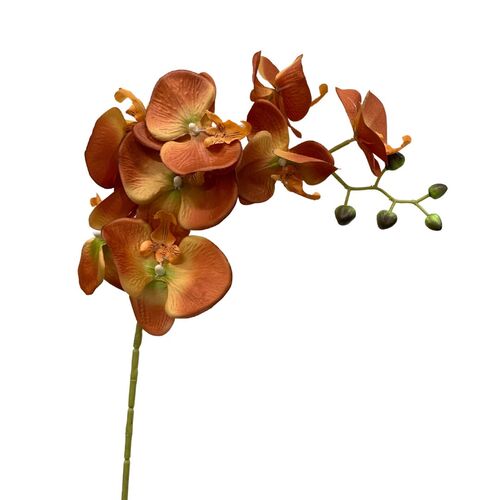 Phalaenopsis Orchid QD0006-OR