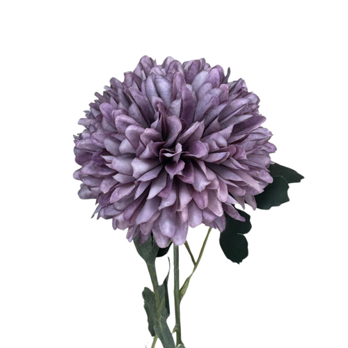 Chrysanthemum Tall QD0036-MV
