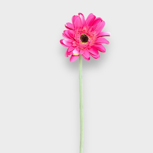 Single Gerbera QD0047-HP