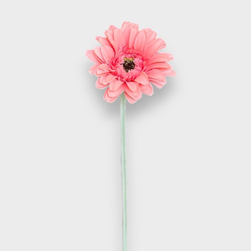 Single Gerbera QD0047-PK