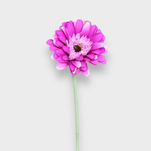 Single Gerbera QD0047-PU