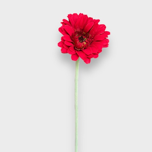 Single Gerbera QD0047-RD