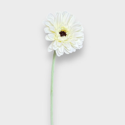 Single Gerbera QD0047-WH