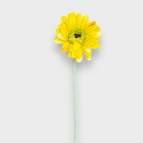 Single Gerbera QD0047-YE