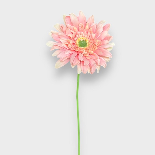 Single Gerbera QD0048-PC