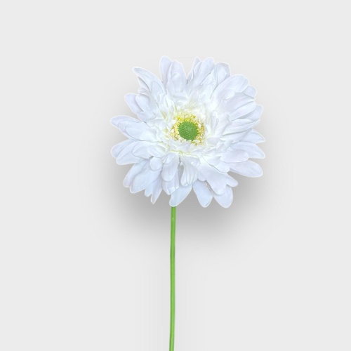 Single Gerbera QD0048-WH