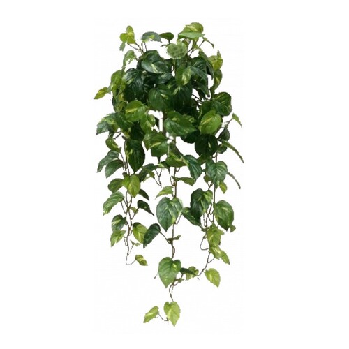ReaL touch Pothos S2800GR