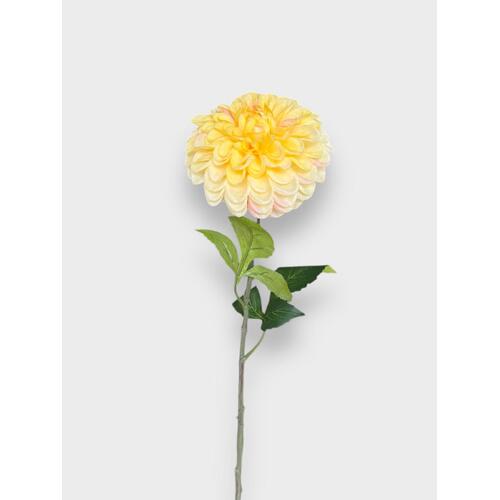 Single Ball Dahlia S5955Y