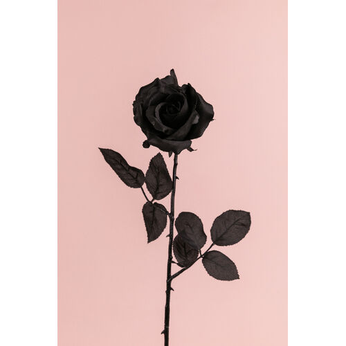 Ecuadorian Black Rose S913-BK