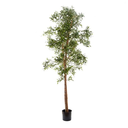 Large Olive Tree dbot6-3592